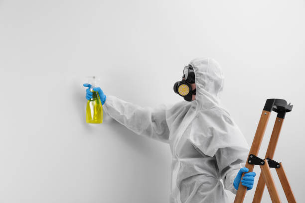 Reliable Alamo, CA Mold Removal & Remediation Solutions